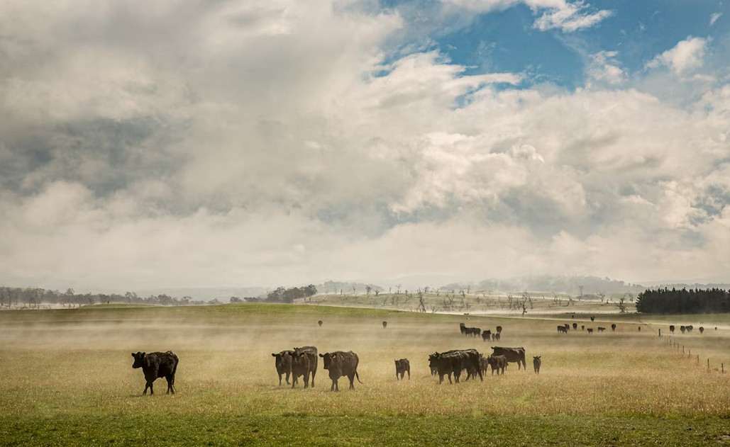 Kødkvæg på mark – stort areal til få dyr