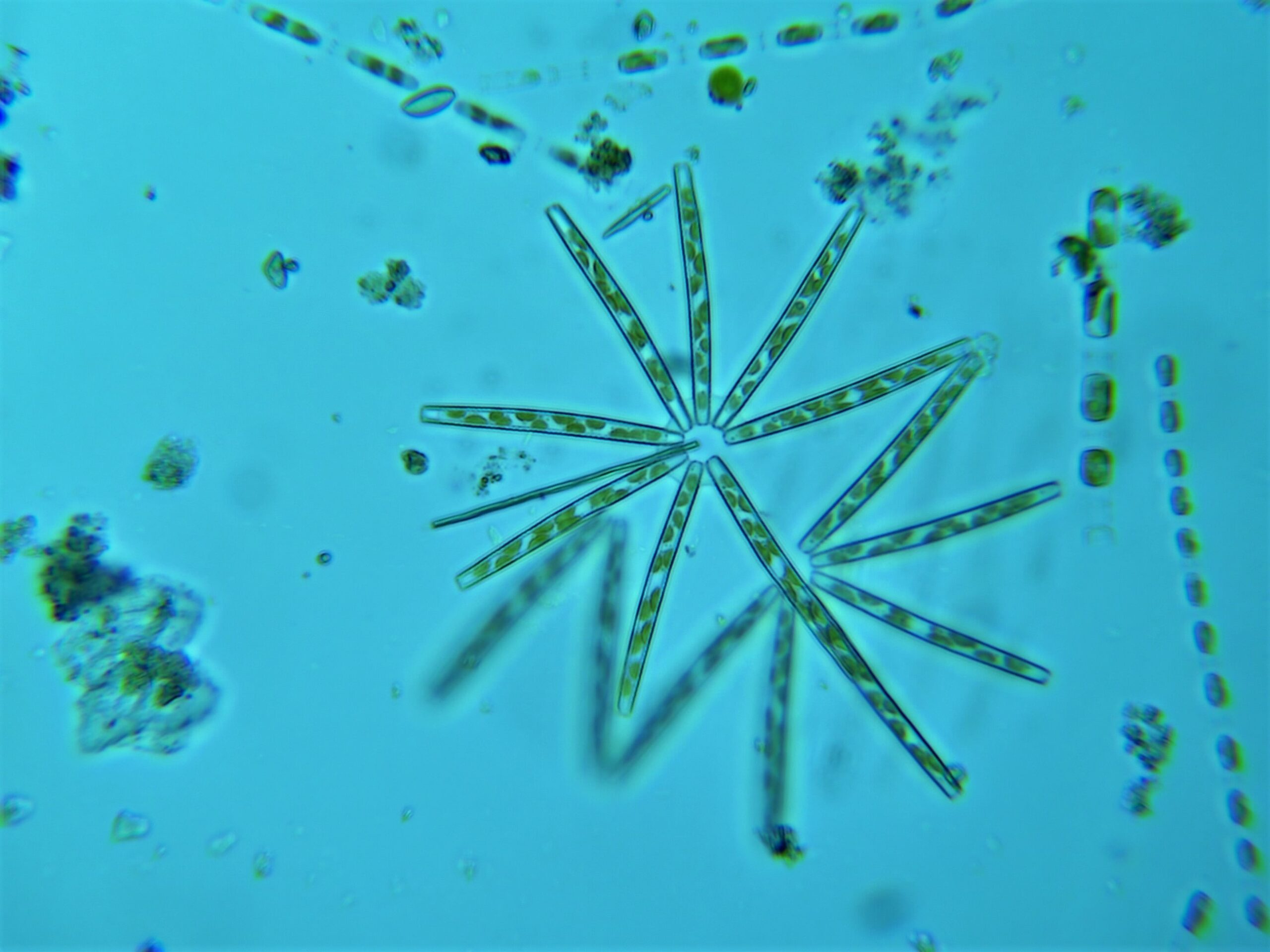 Plankton